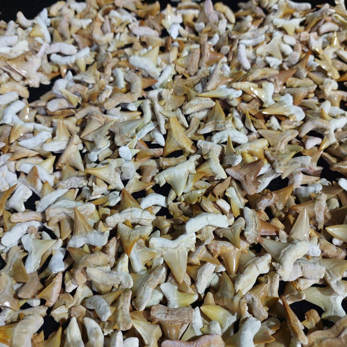 Bulk Otodus obliquus Fossil Teeth – AD-12640 - PaleoDeserts