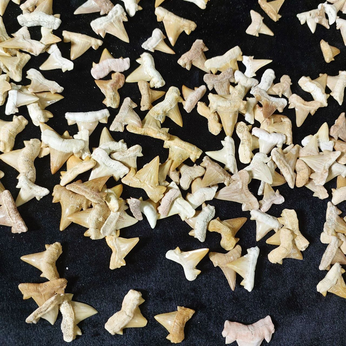 Bulk Otodus obliquus Fossil Teeth – AD-12640 - PaleoDeserts