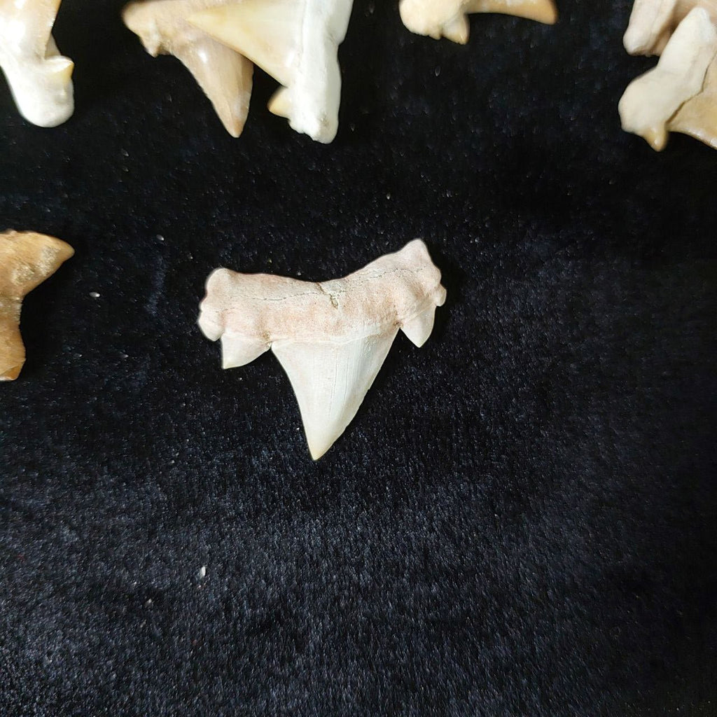 Bulk Otodus obliquus Fossil Teeth – AD-12640 - PaleoDeserts