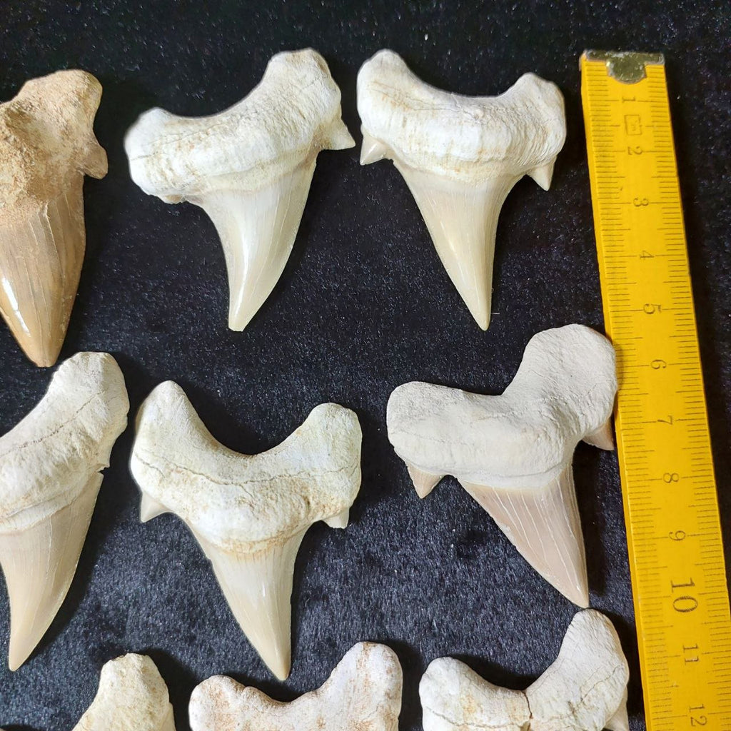 Bulk Otodus obliquus Fossil Teeth – AD-12642 - PaleoDeserts