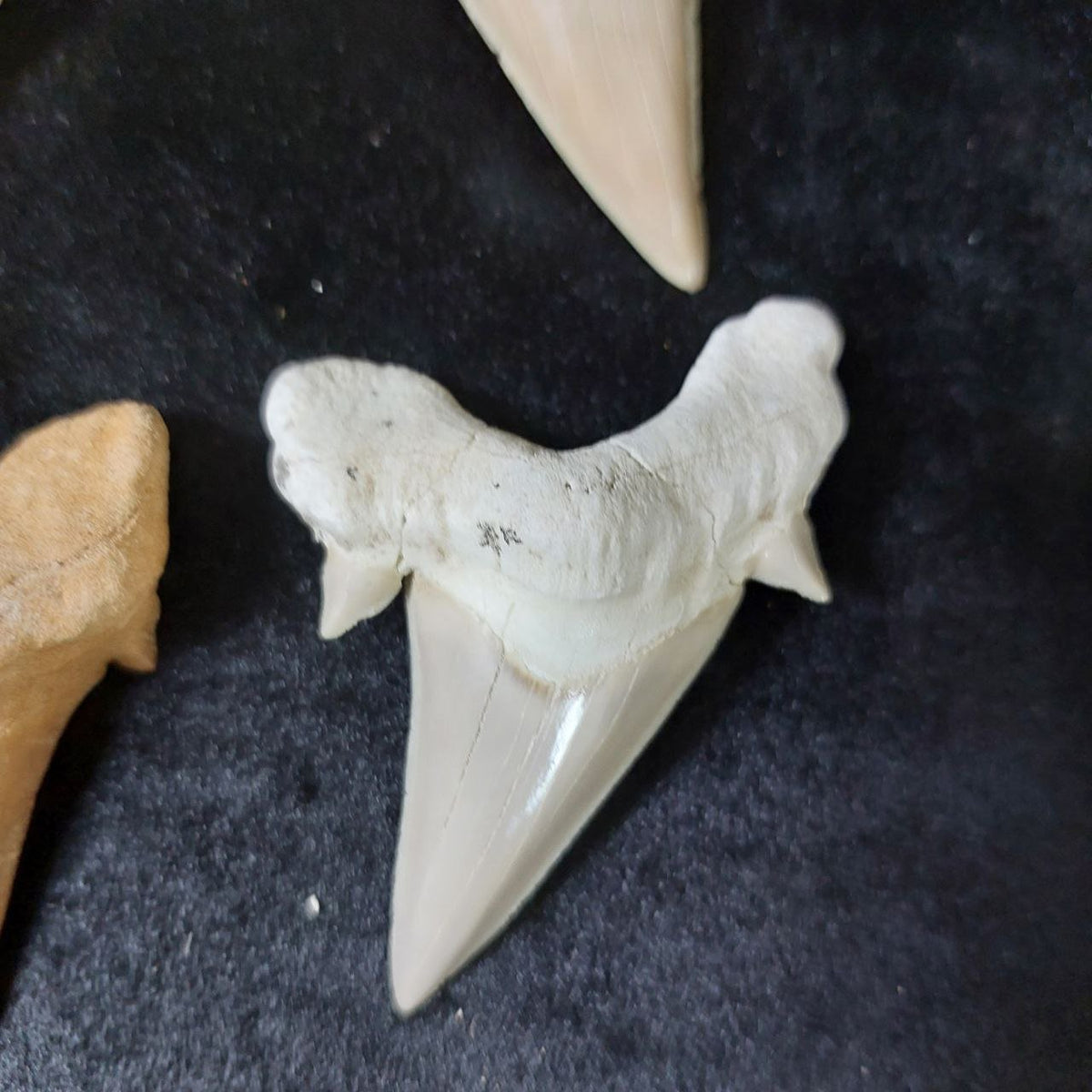 Bulk Otodus obliquus Fossil Teeth – AD-12642 - PaleoDeserts