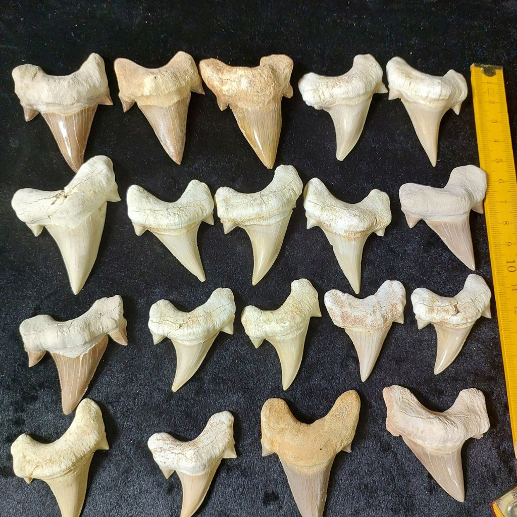 Bulk Otodus obliquus Fossil Teeth – AD-12642 - PaleoDeserts