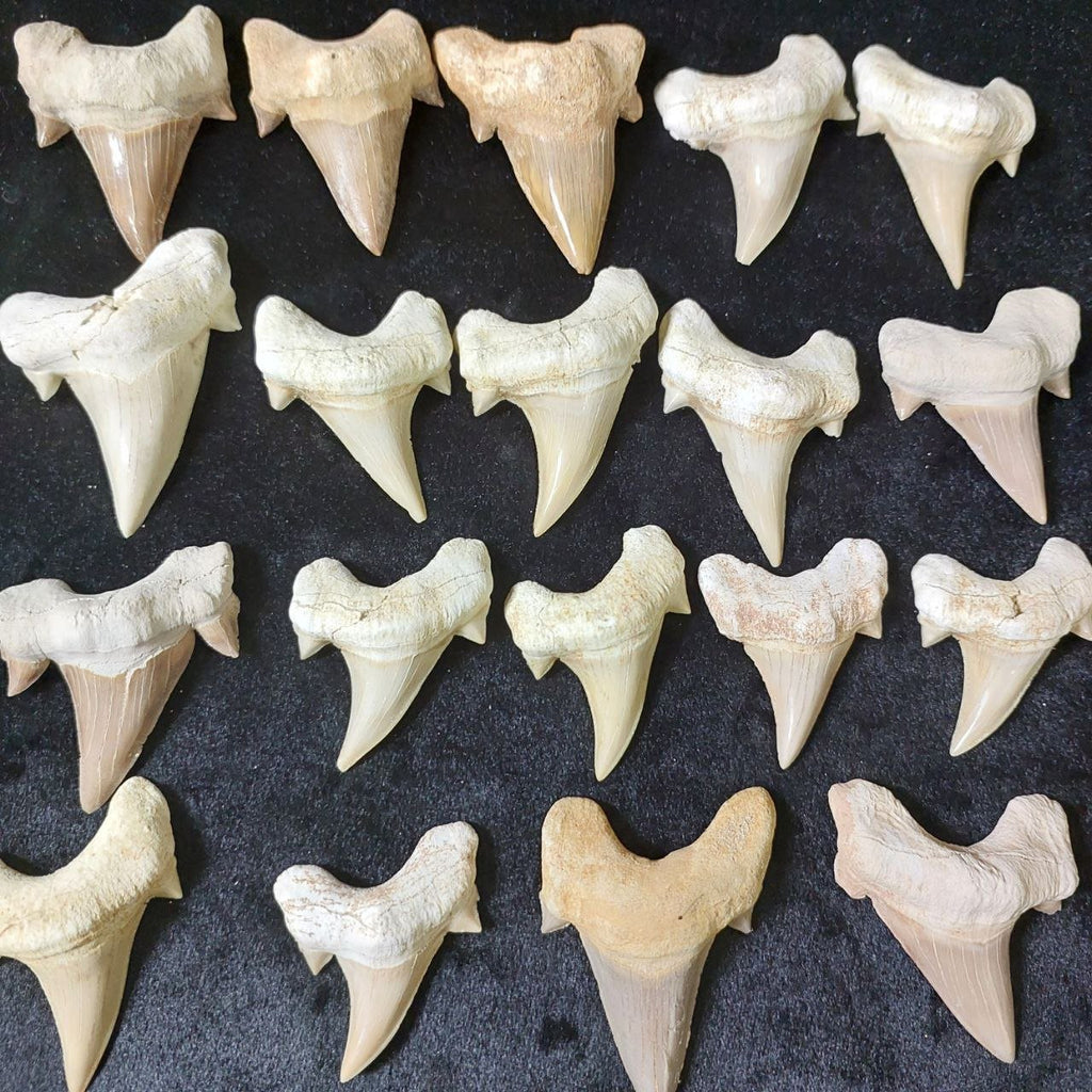 Bulk Otodus obliquus Fossil Teeth – AD-12642 - PaleoDeserts