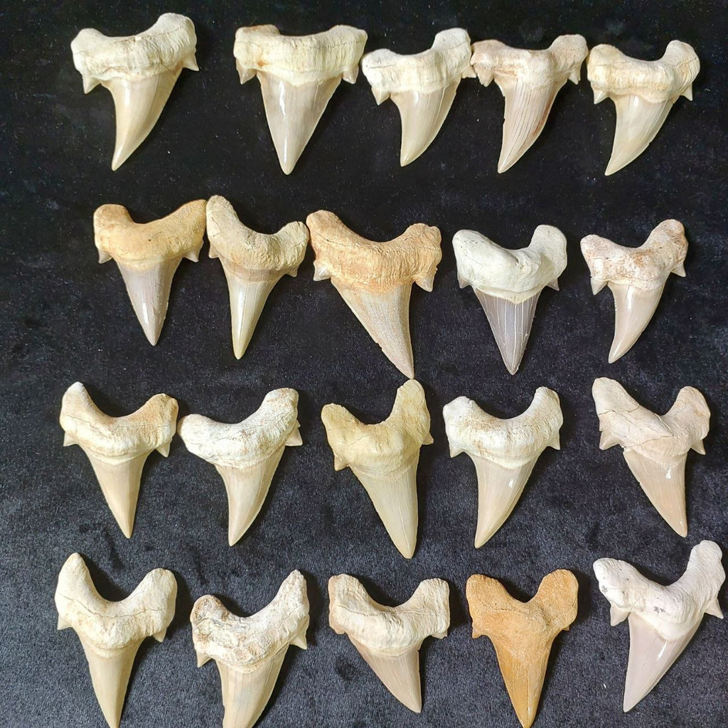 Bulk Otodus obliquus Fossil Teeth – AD-12642 - PaleoDeserts