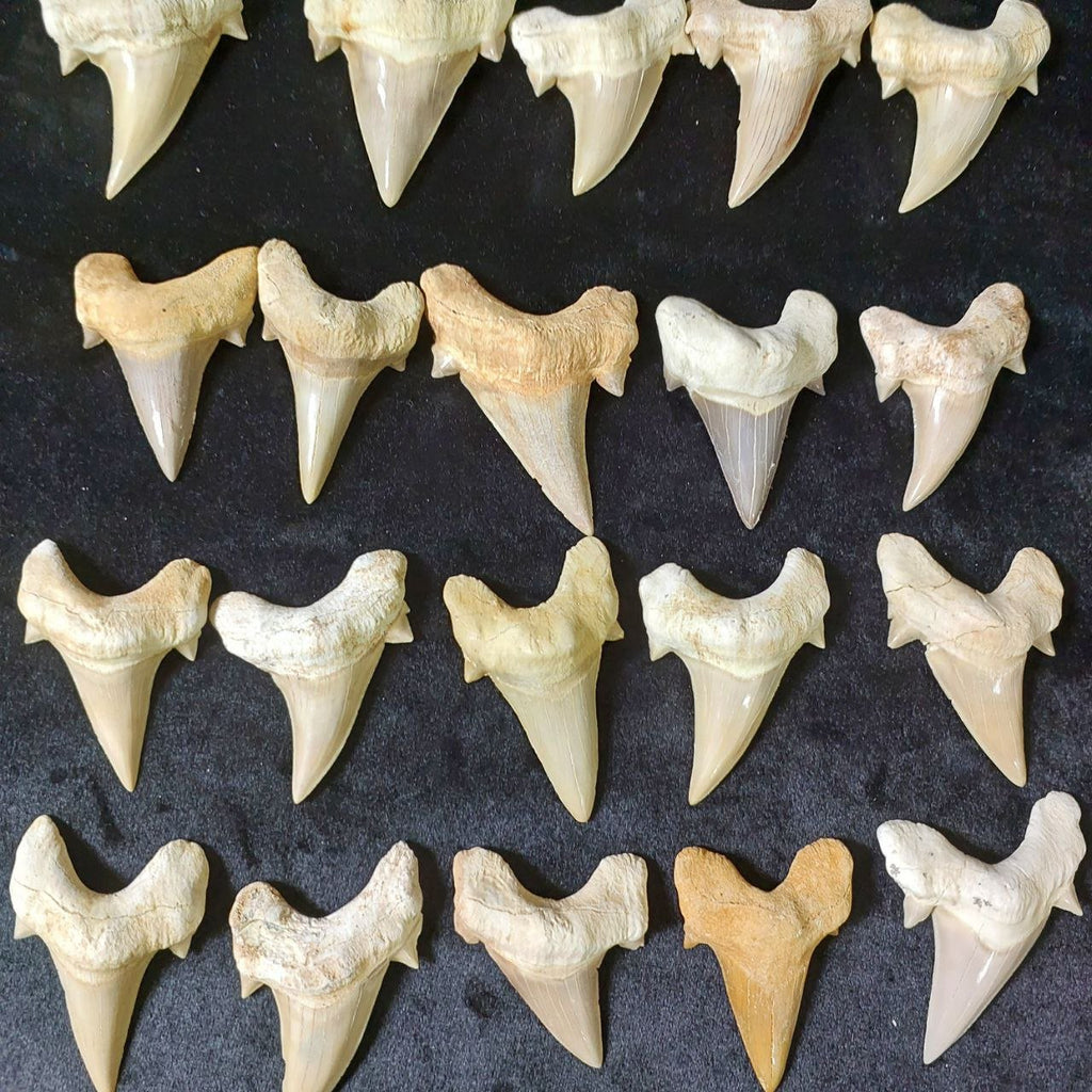 Bulk Otodus obliquus Fossil Teeth – AD-12642 - PaleoDeserts