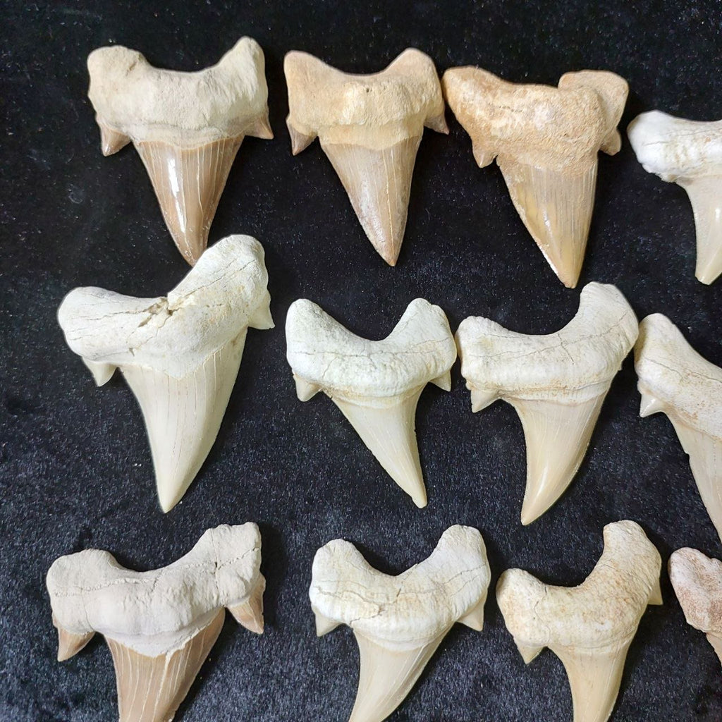 Bulk Otodus obliquus Fossil Teeth – AD-12642 - PaleoDeserts