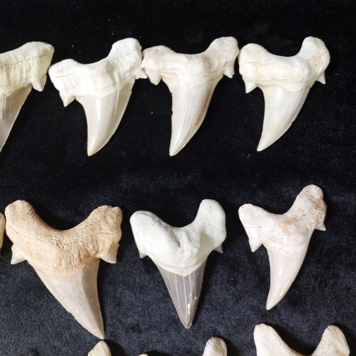 Bulk Otodus obliquus Fossil Teeth – AD-12642 - PaleoDeserts