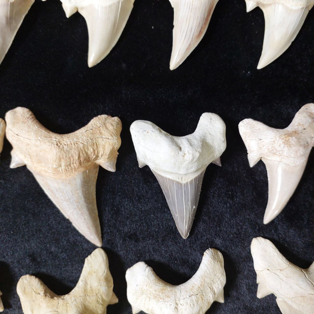 Bulk Otodus obliquus Fossil Teeth – AD-12642 - PaleoDeserts