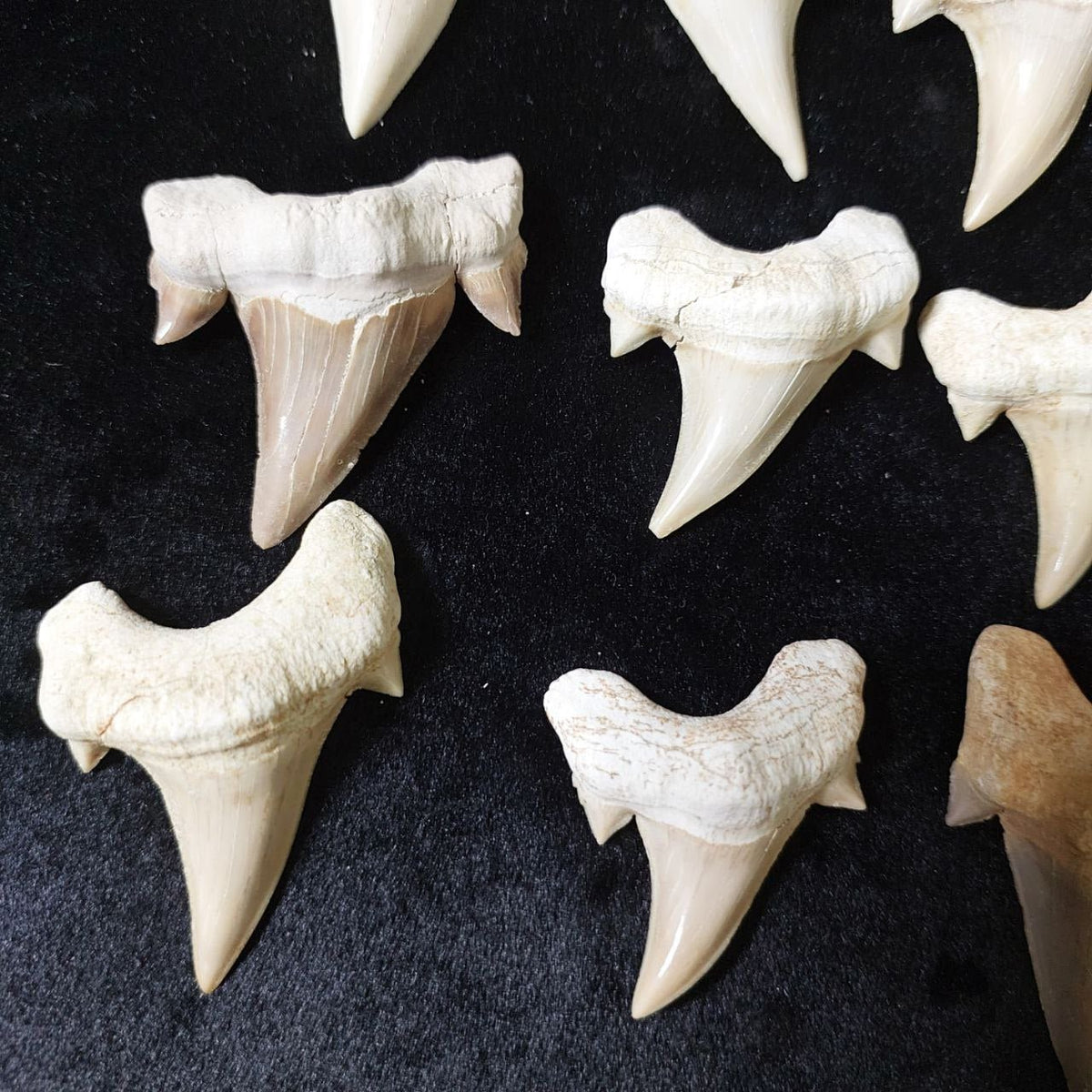 Bulk Otodus obliquus Fossil Teeth – AD-12642 - PaleoDeserts