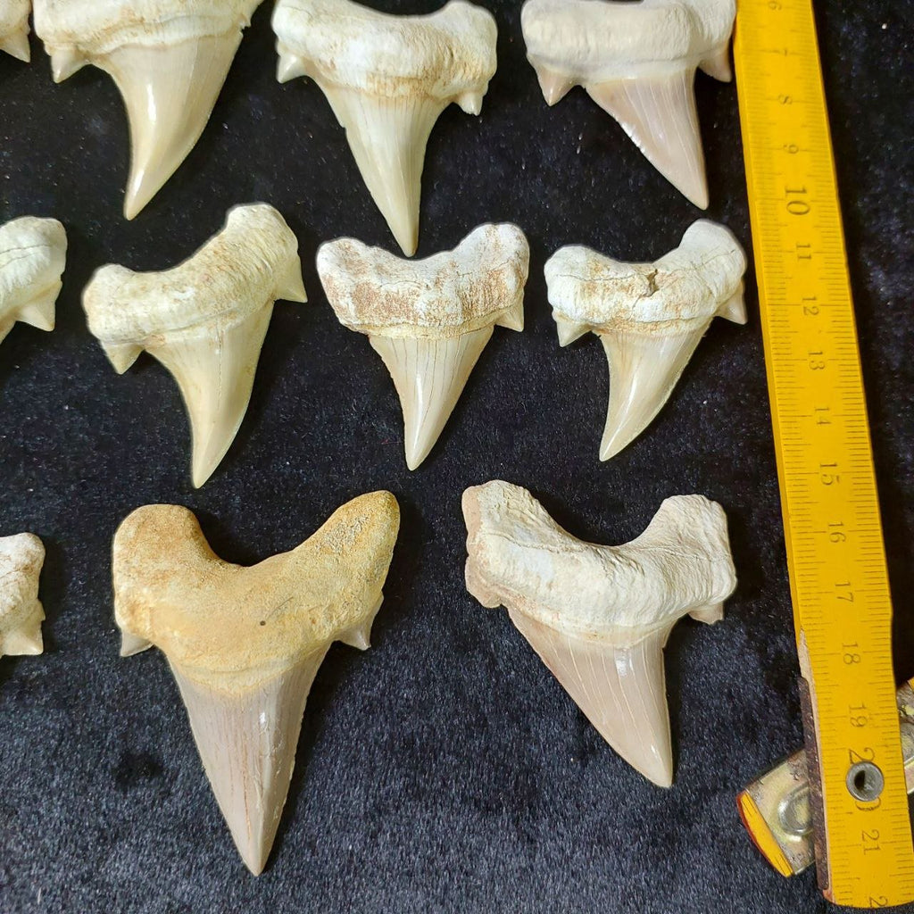Bulk Otodus obliquus Fossil Teeth – AD-12642 - PaleoDeserts