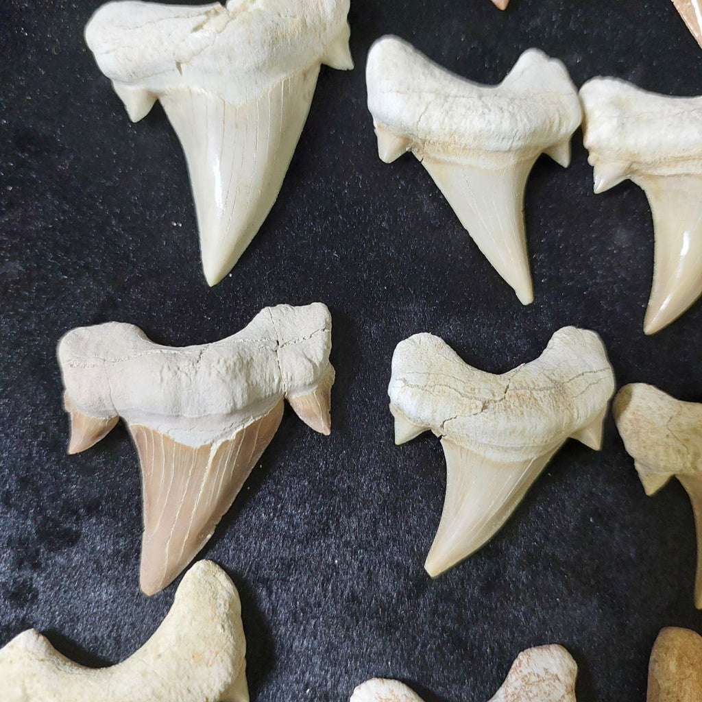 Bulk Otodus obliquus Fossil Teeth – AD-12642 - PaleoDeserts