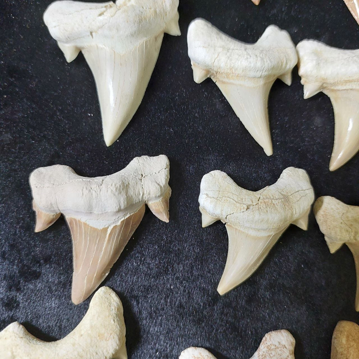 Bulk Otodus obliquus Fossil Teeth – AD-12642 - PaleoDeserts