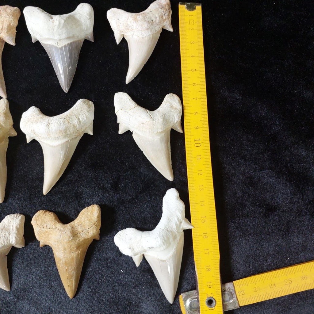 Bulk Otodus obliquus Fossil Teeth – AD-12642 - PaleoDeserts