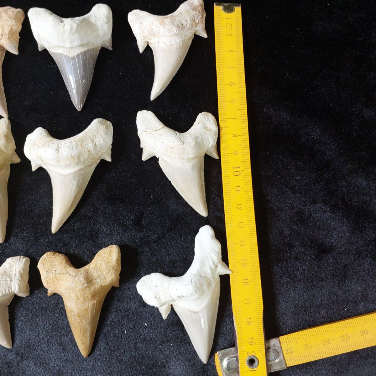 Bulk Otodus obliquus Fossil Teeth – AD-12642 - PaleoDeserts