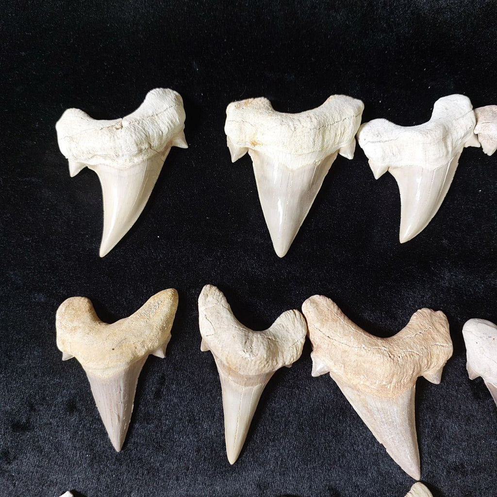 Bulk Otodus obliquus Fossil Teeth – AD-12642 - PaleoDeserts