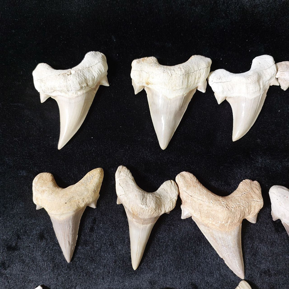 Bulk Otodus obliquus Fossil Teeth – AD-12642 - PaleoDeserts