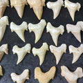 Bulk Otodus obliquus Fossil Teeth – AD-12642 - PaleoDeserts