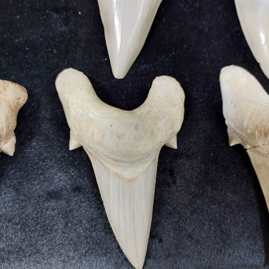 Bulk Otodus obliquus Fossil Teeth – AD-12659 - PaleoDeserts
