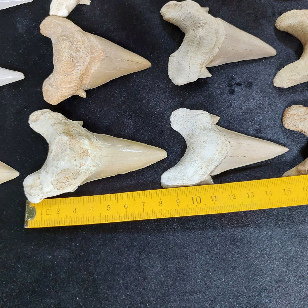Bulk Otodus obliquus Fossil Teeth – AD-12659 - PaleoDeserts