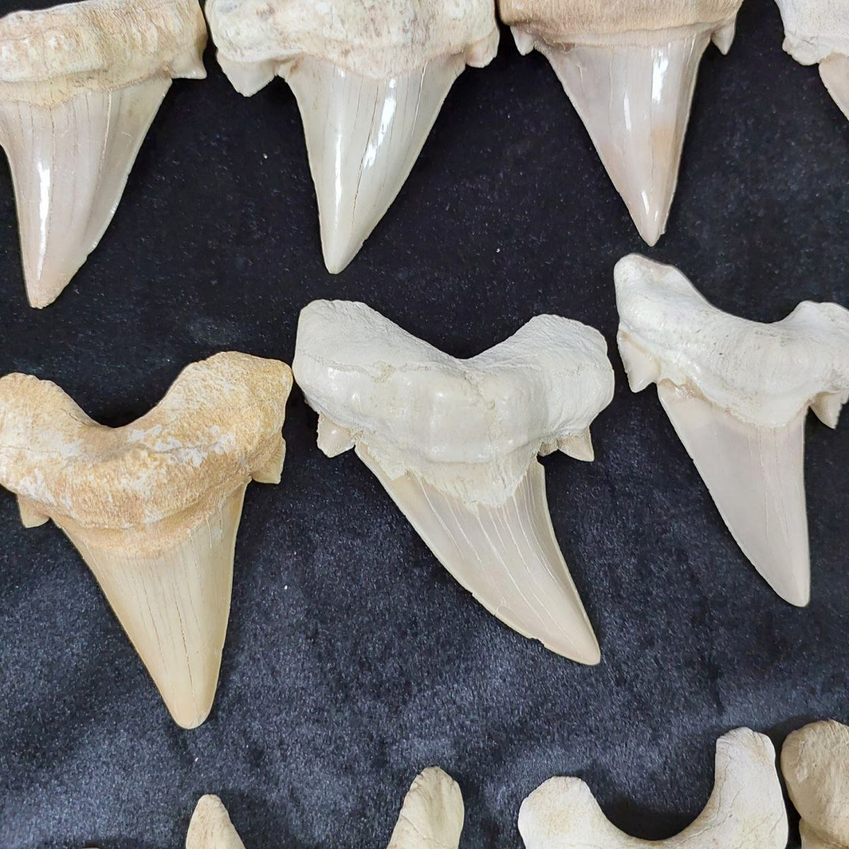 Bulk Otodus obliquus Fossil Teeth – AD-12659 - PaleoDeserts