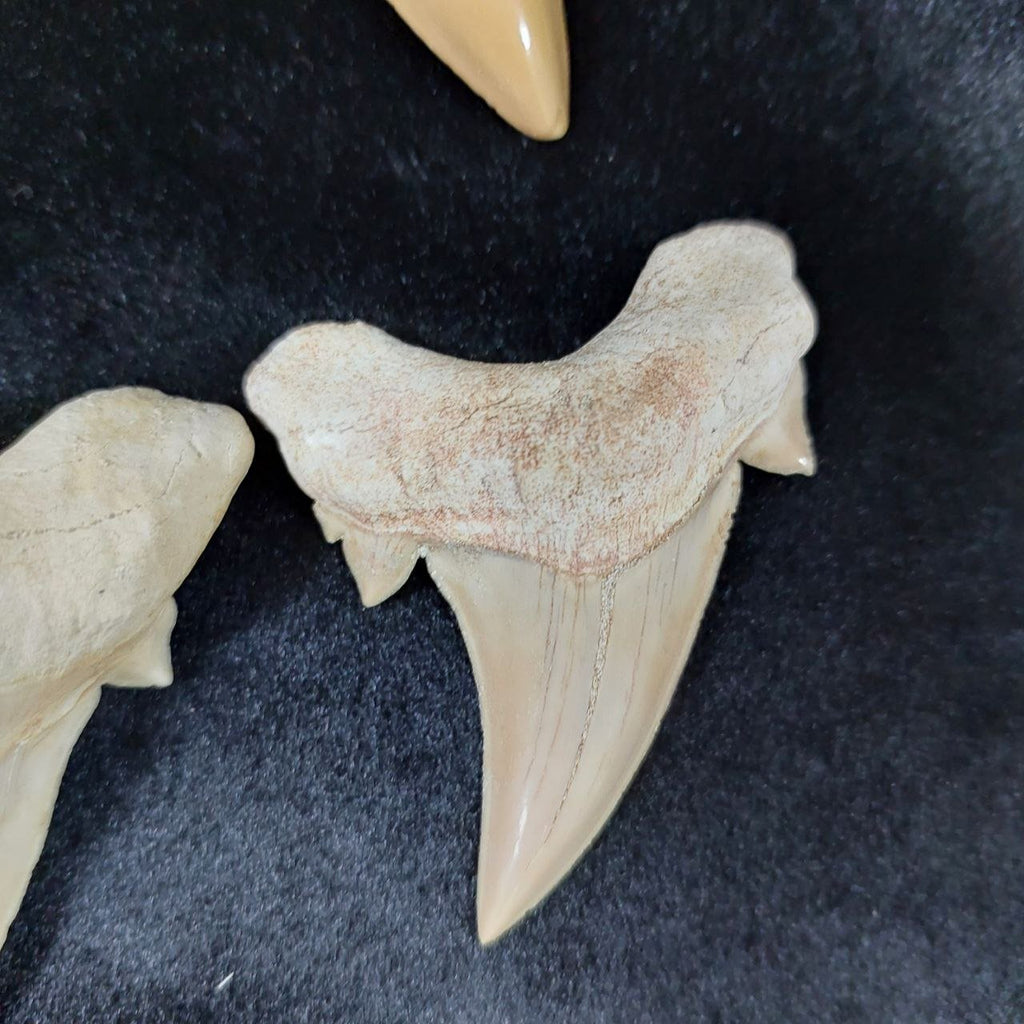 Bulk Otodus obliquus Fossil Teeth – AD-12659 - PaleoDeserts