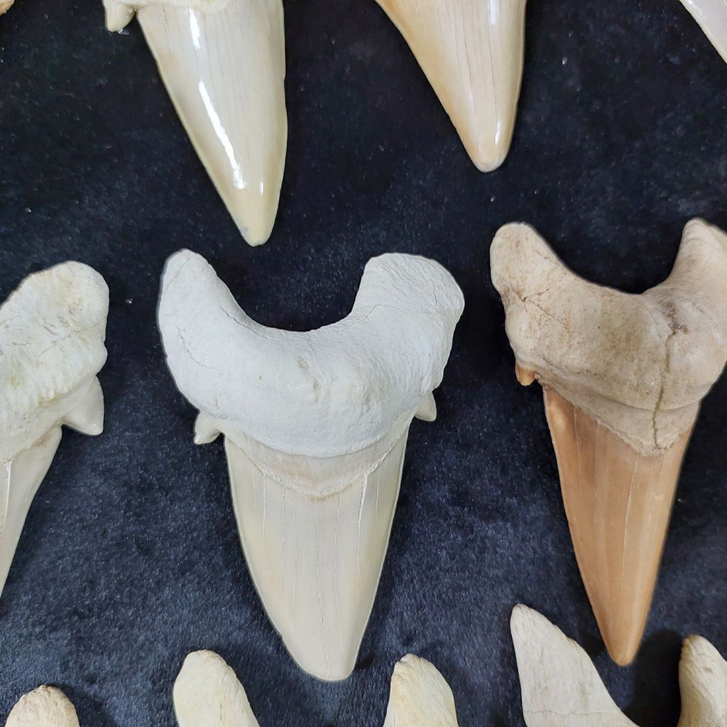 Bulk Otodus obliquus Fossil Teeth – AD-12659 - PaleoDeserts