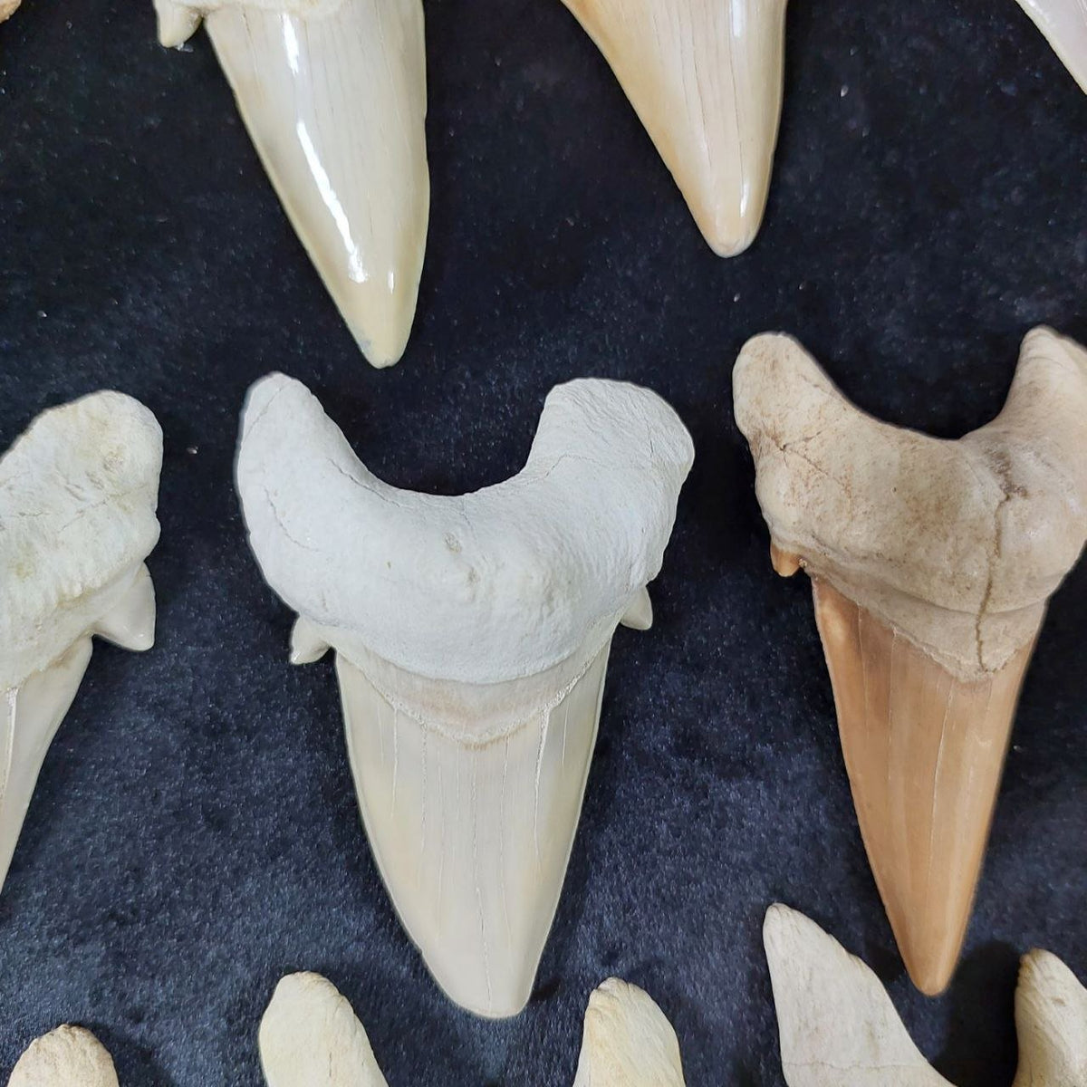 Bulk Otodus obliquus Fossil Teeth – AD-12659 - PaleoDeserts