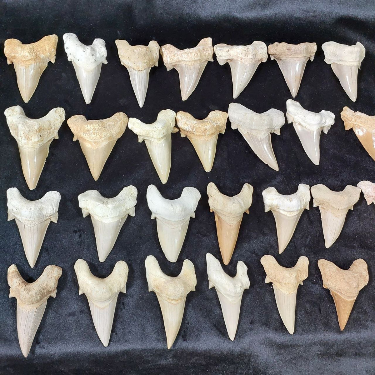 Bulk Otodus obliquus Fossil Teeth – AD-12659 - PaleoDeserts