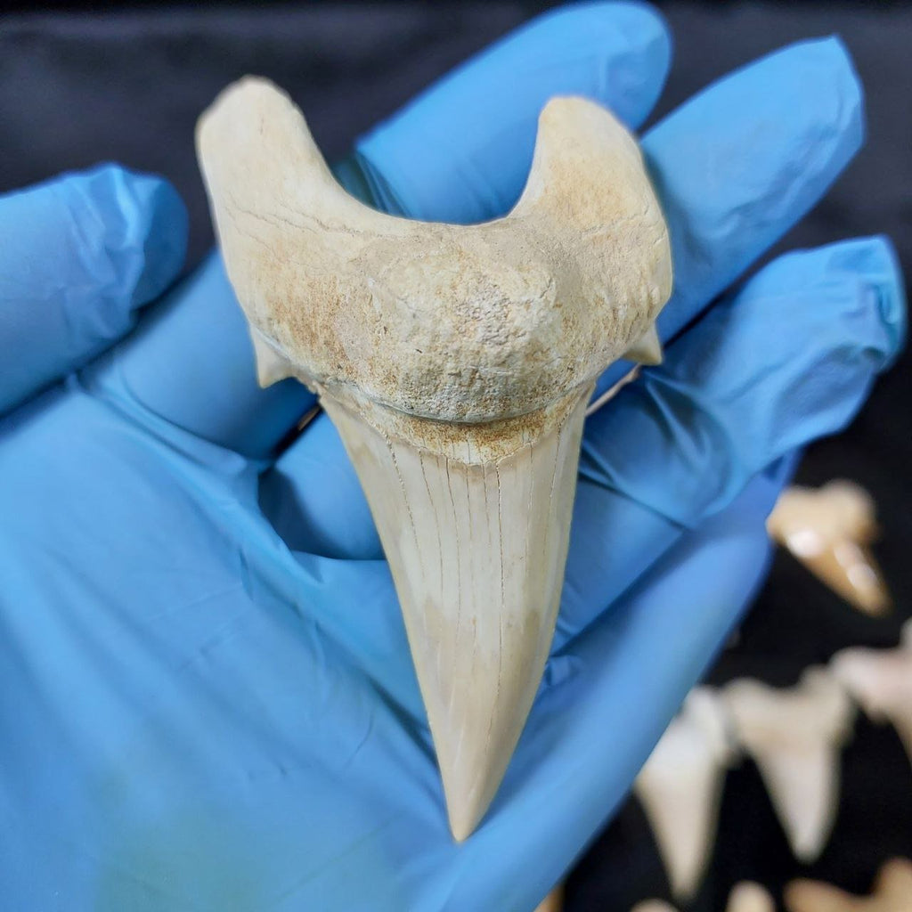 Bulk Otodus obliquus Fossil Teeth – AD-12659 - PaleoDeserts