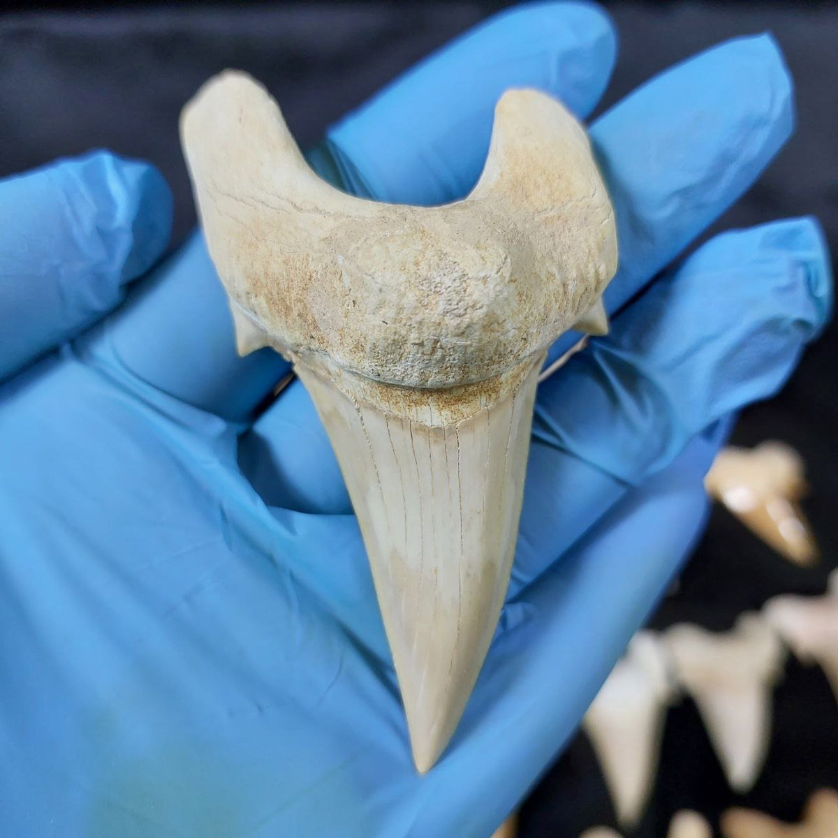 Bulk Otodus obliquus Fossil Teeth – AD-12659 - PaleoDeserts
