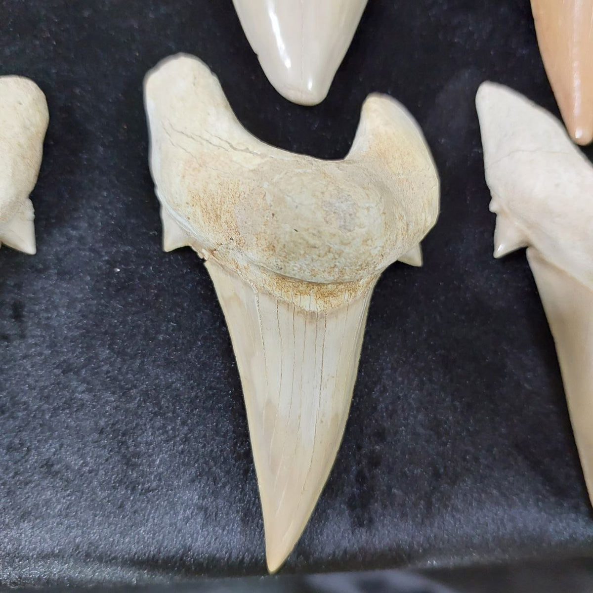 Bulk Otodus obliquus Fossil Teeth – AD-12659 - PaleoDeserts