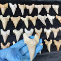 Bulk Otodus obliquus Fossil Teeth – AD-12659 - PaleoDeserts