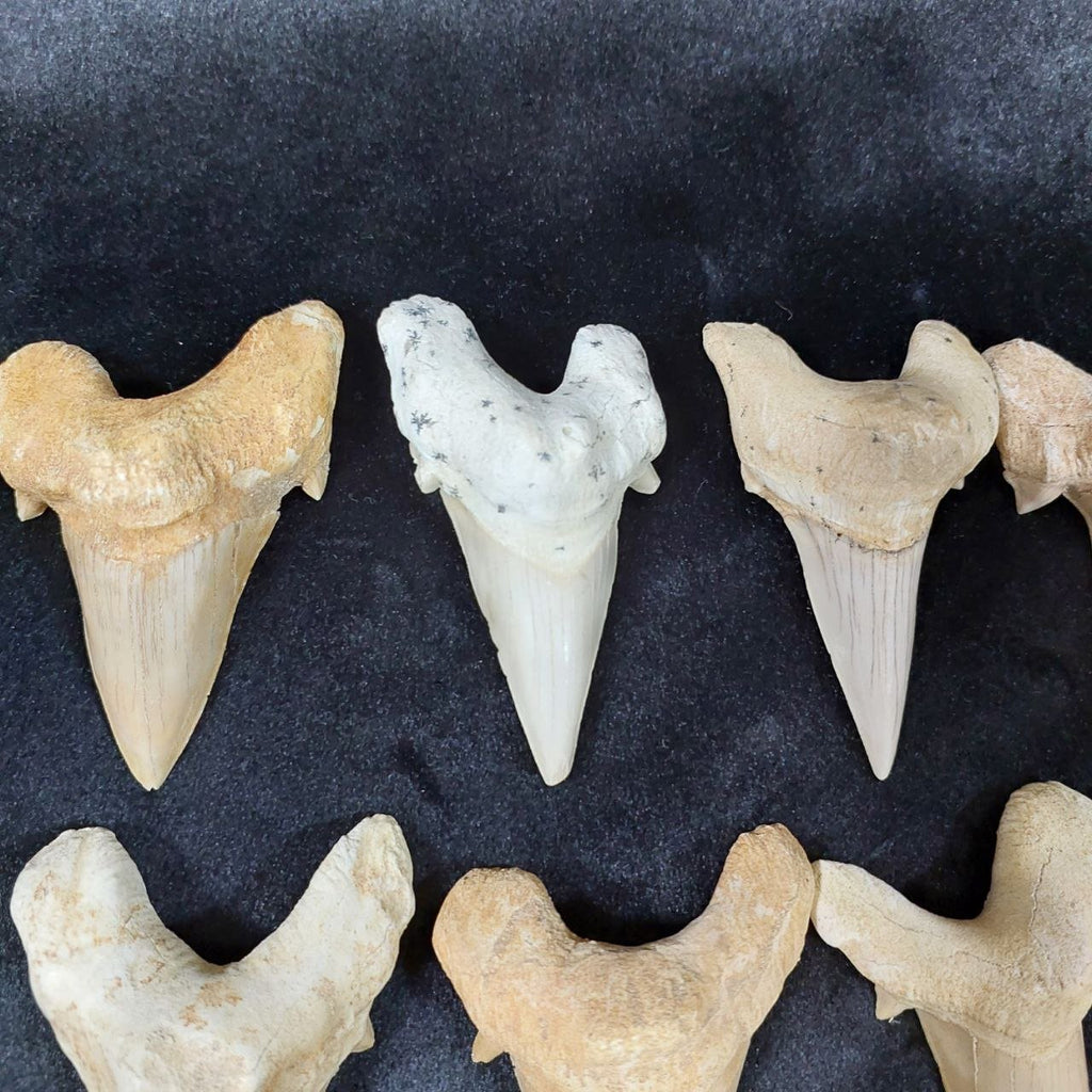 Bulk Otodus obliquus Fossil Teeth – AD-12659 - PaleoDeserts