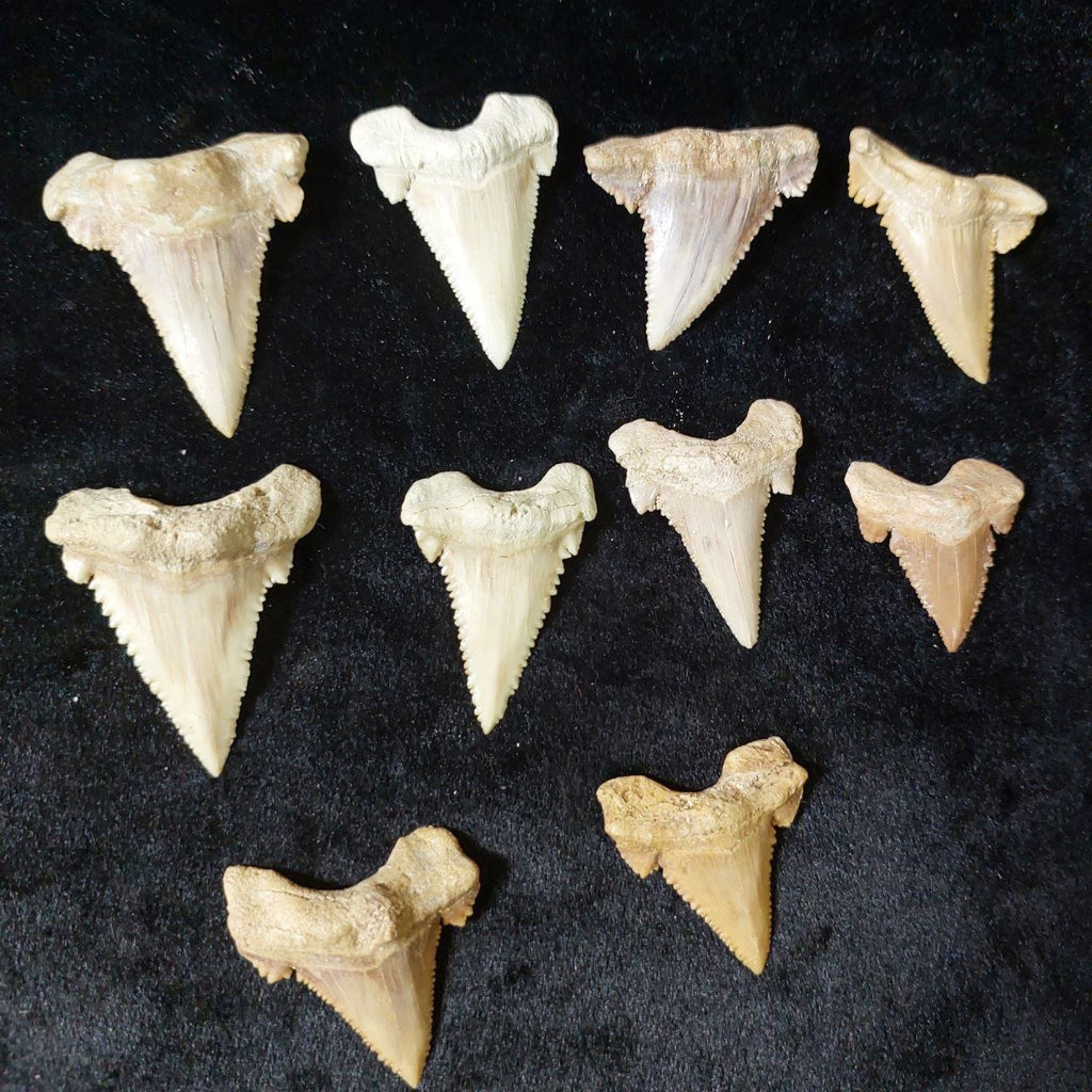 Bulk Paleocarcharodon Fossil Teeth – AD-12699 - PaleoDeserts