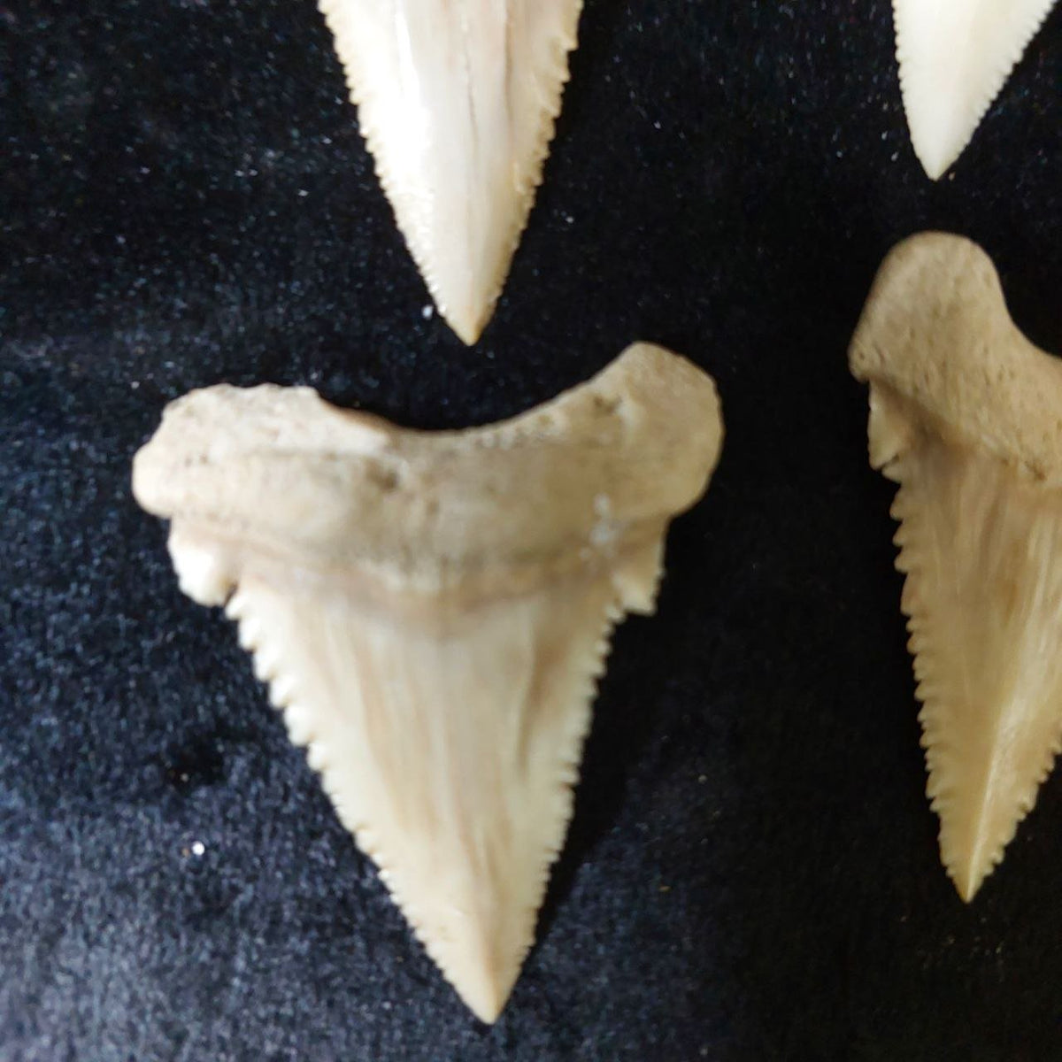 Bulk Paleocarcharodon Fossil Teeth – AD-12699 - PaleoDeserts