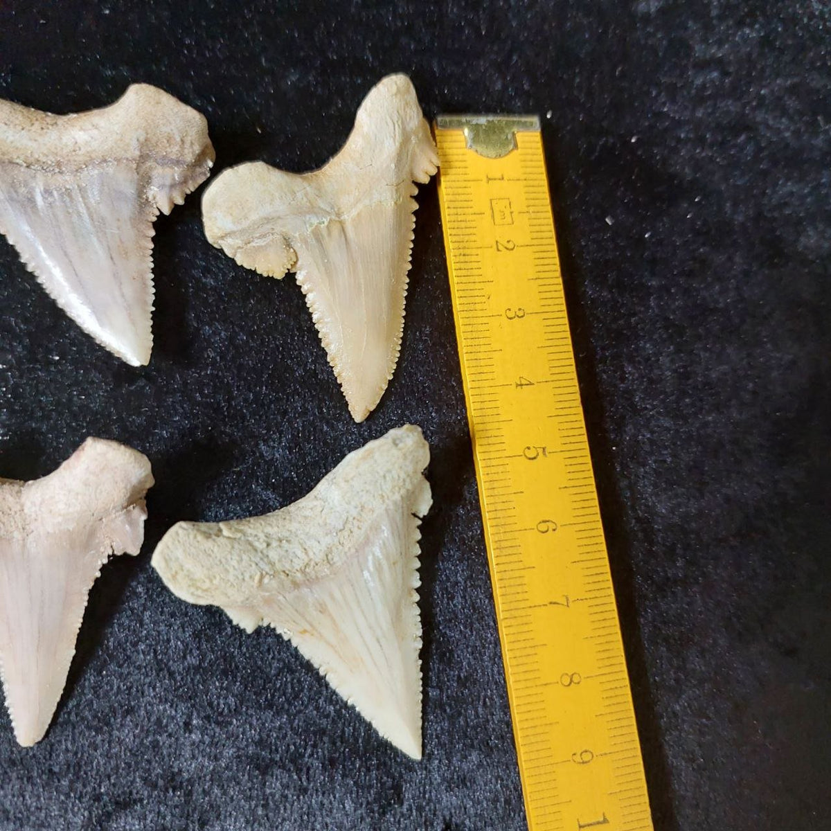 Bulk Paleocarcharodon Fossil Teeth – AD-12699 - PaleoDeserts