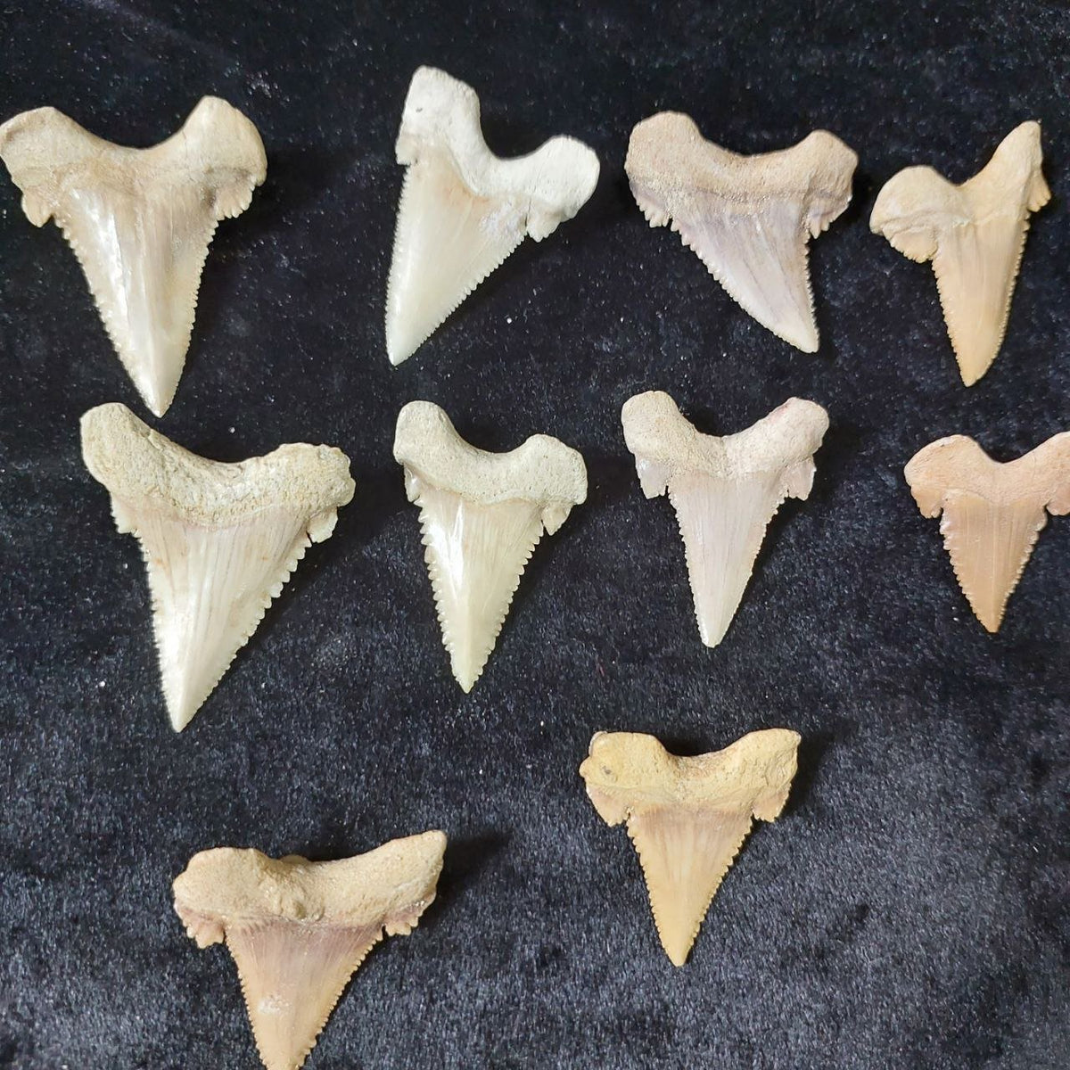 Bulk Paleocarcharodon Fossil Teeth – AD-12699 - PaleoDeserts
