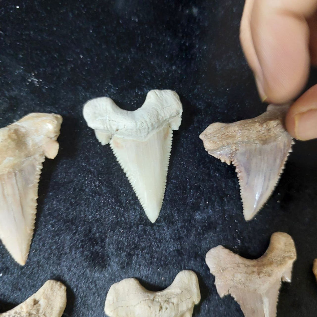 Bulk Paleocarcharodon Fossil Teeth – AD-12699 - PaleoDeserts