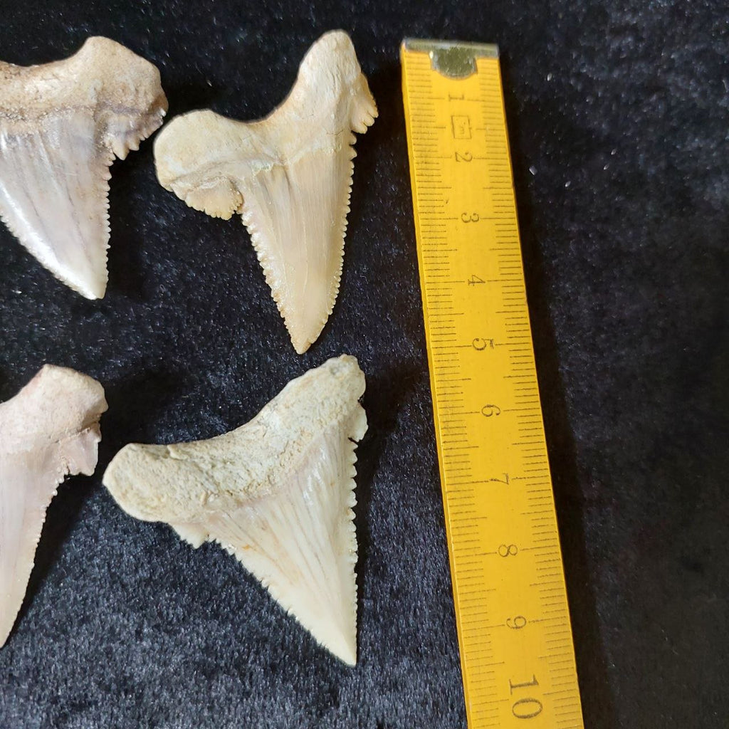 Bulk Paleocarcharodon Fossil Teeth – AD-12699 - PaleoDeserts