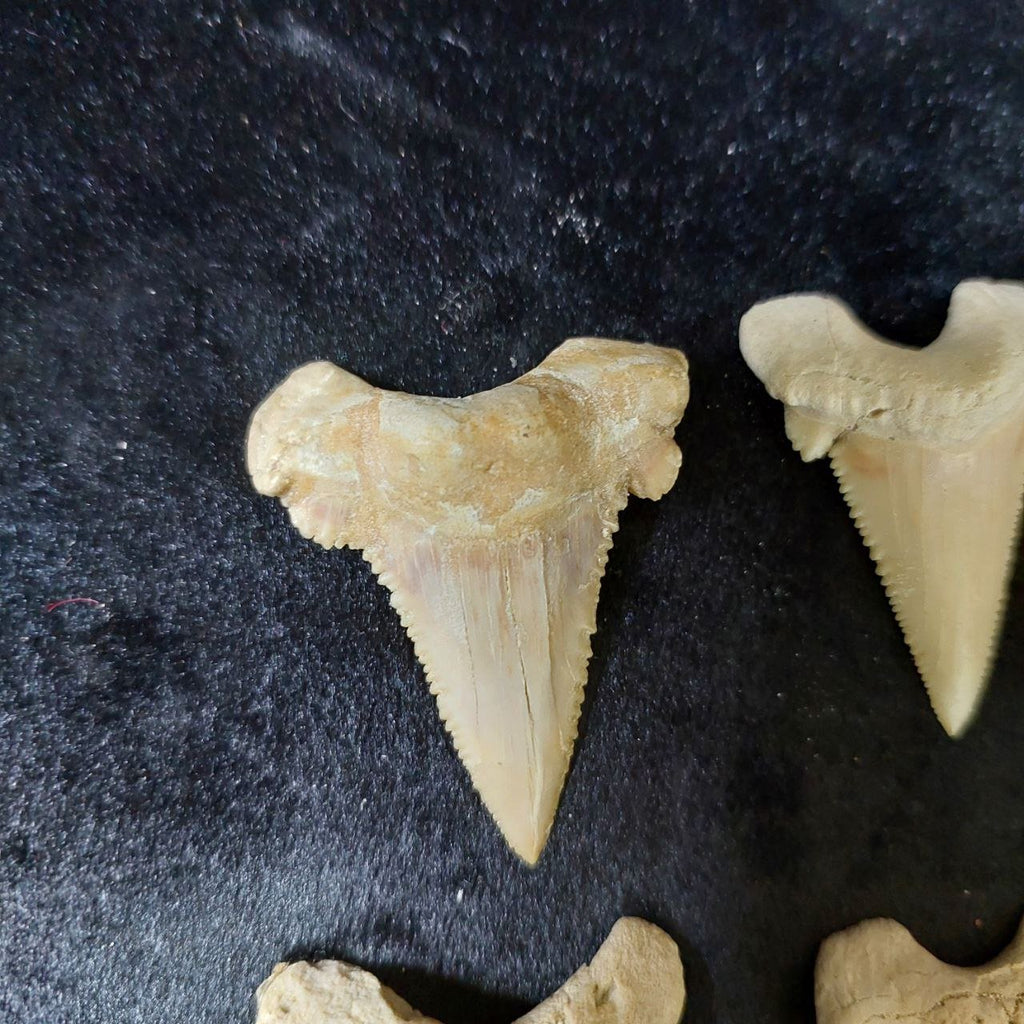 Bulk Paleocarcharodon Fossil Teeth – AD-12699 - PaleoDeserts