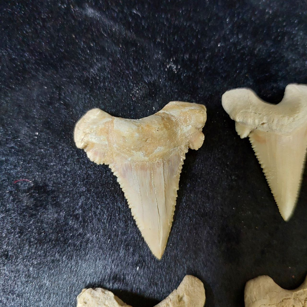 Bulk Paleocarcharodon Fossil Teeth – AD-12699 - PaleoDeserts