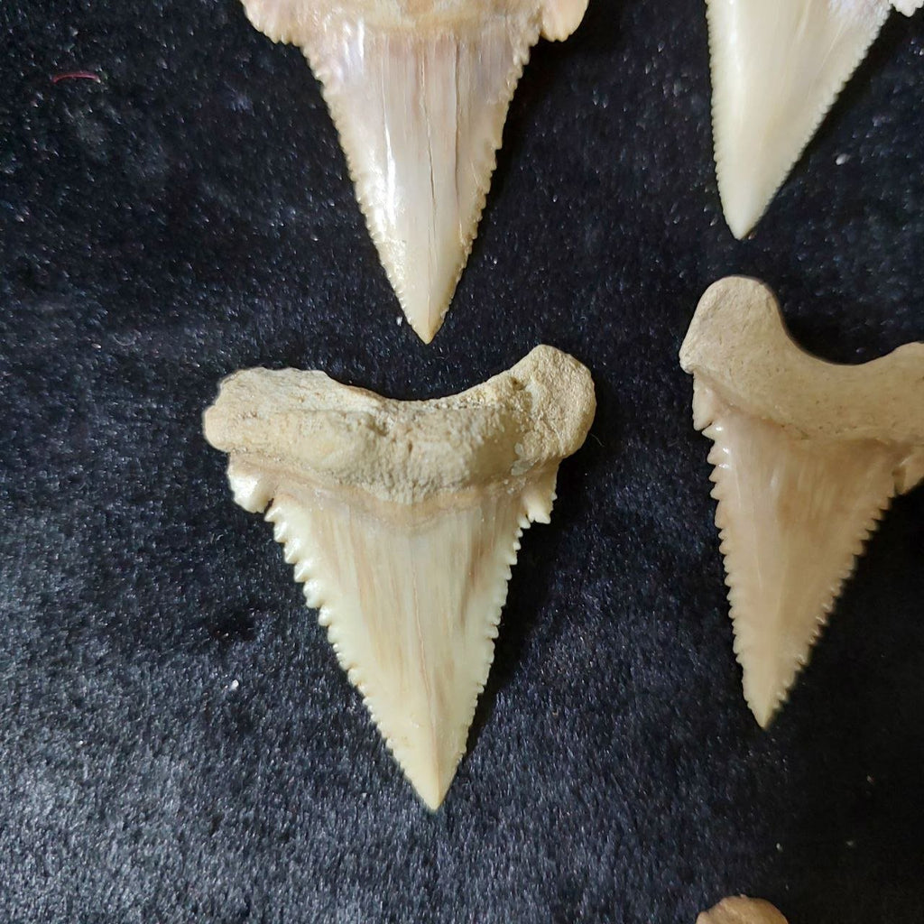 Bulk Paleocarcharodon Fossil Teeth – AD-12699 - PaleoDeserts