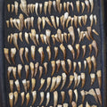 Bulk Plesiosaur Fossil Teeth – AD-12817 - PaleoDeserts