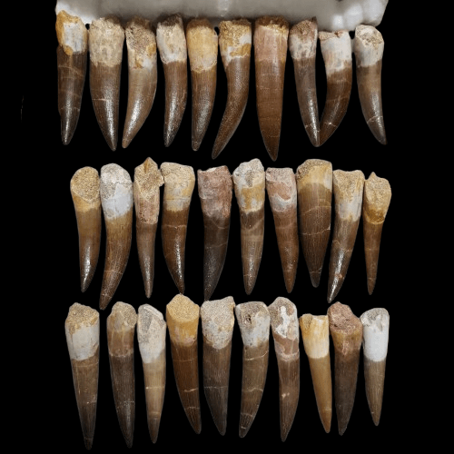 Bulk Plesiosaur Fossil Teeth – AD-12817 - PaleoDeserts