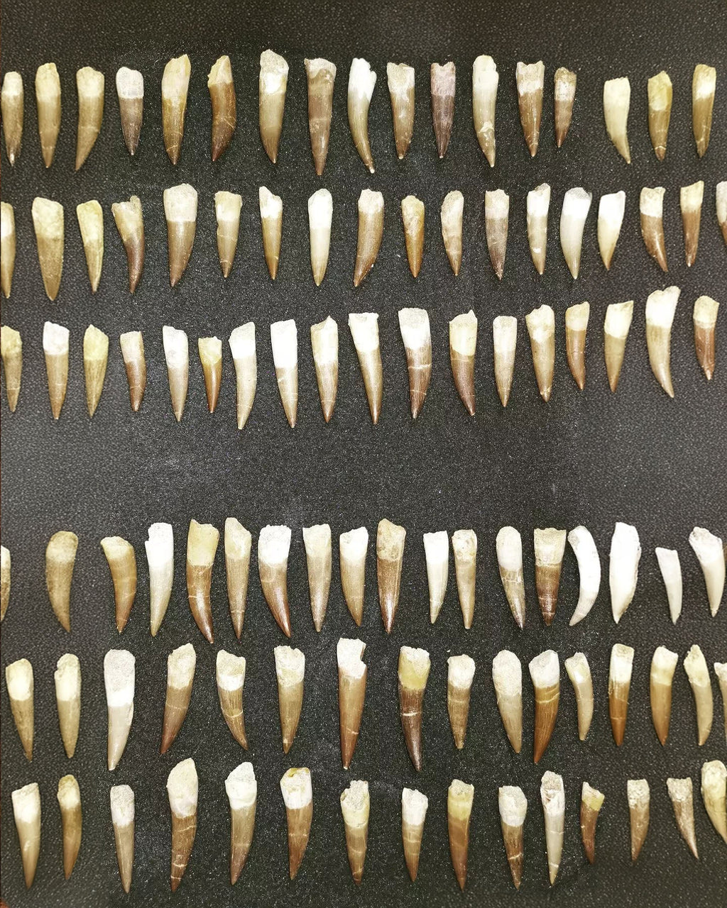 Bulk Plesiosaur Fossil Teeth – AD-12817 - PaleoDeserts