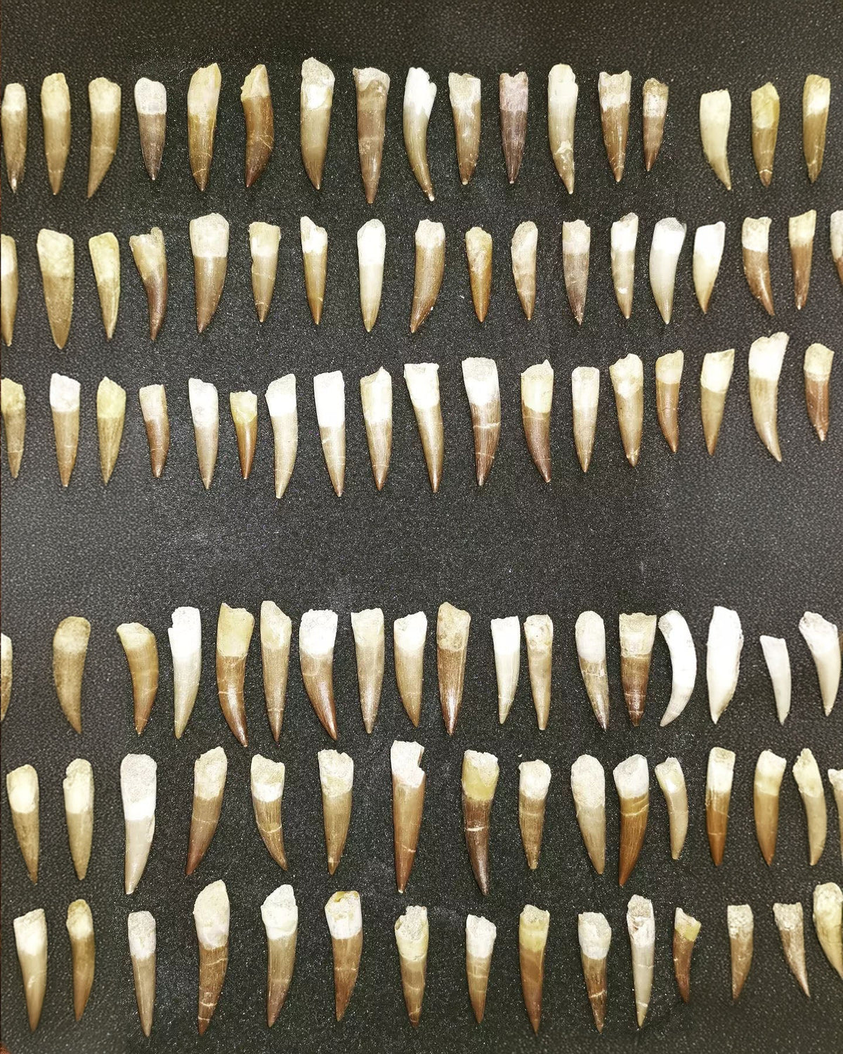 Bulk Plesiosaur Fossil Teeth – AD-12817 - PaleoDeserts