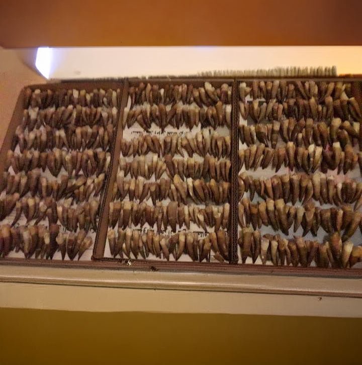Bulk Plesiosaur Fossil Teeth – AD-12817 - PaleoDeserts