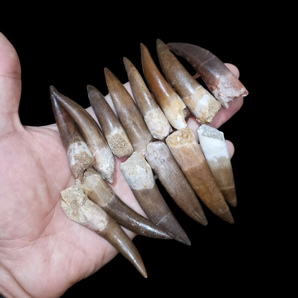 Bulk Plesiosaur Fossil Teeth – AD-12817 - PaleoDeserts