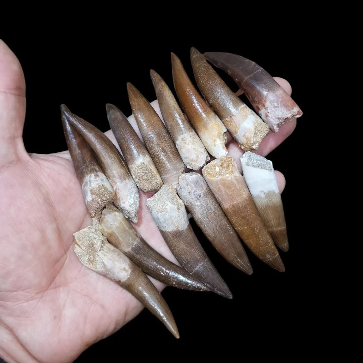Bulk Plesiosaur Fossil Teeth – AD-12817 - PaleoDeserts