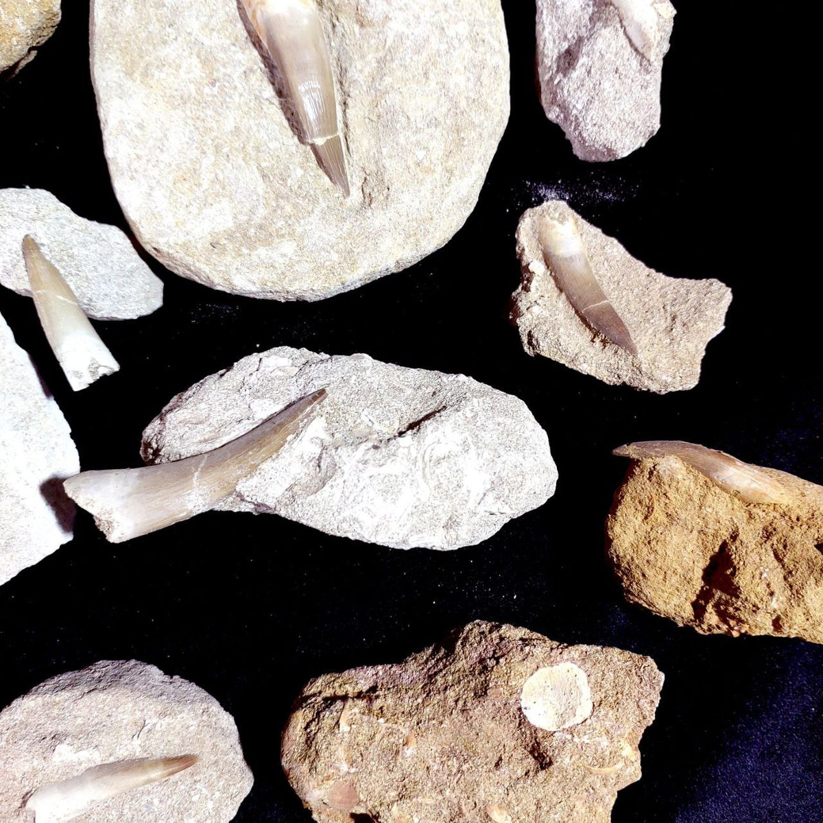 Bulk Plesiosaur Fossil Teeth – AD-12822 - PaleoDeserts